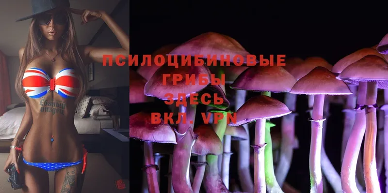 Галлюциногенные грибы Psilocybine cubensis  цены наркотик  Алдан 